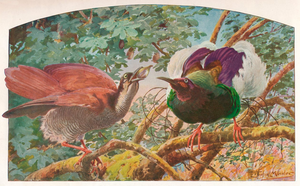 Dvanáctidrátové Birds of Paradise, c1910, 1911 od Louis Fairfax Muckley