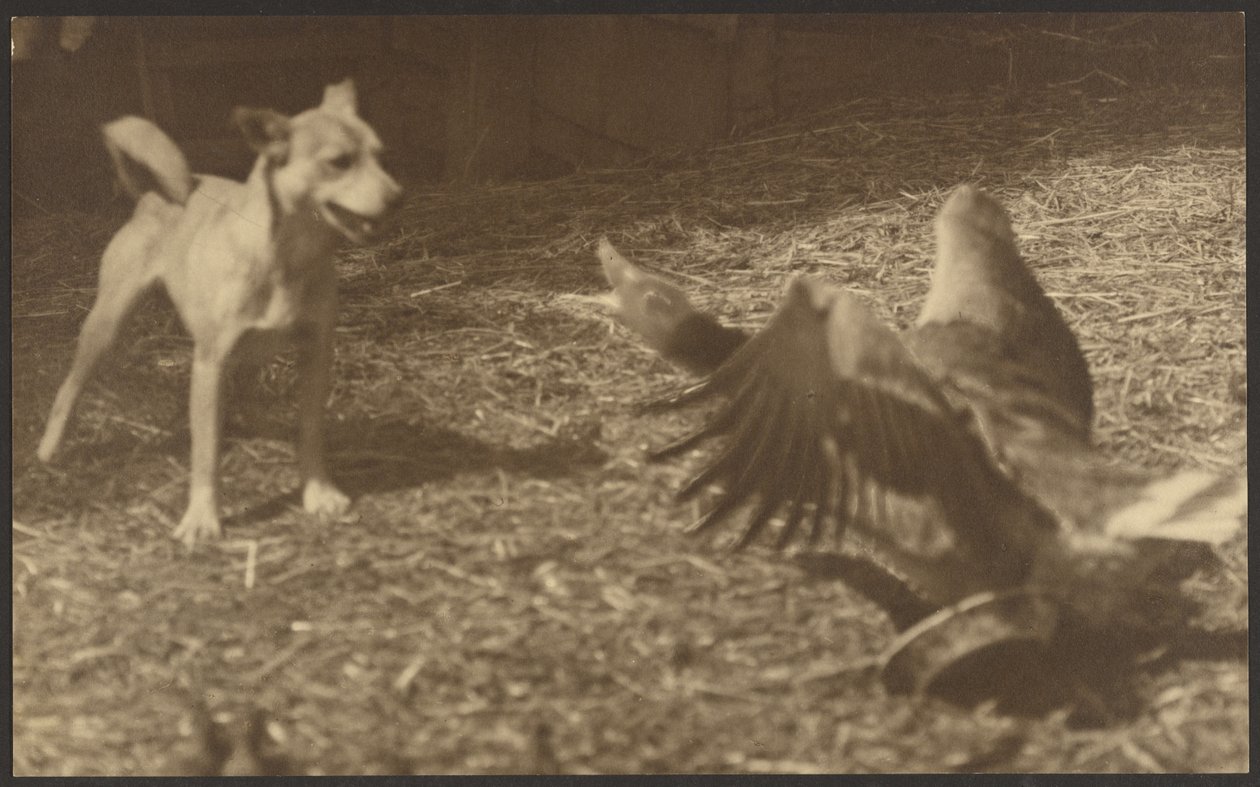[Angry Bird and Dog] od Louis Fleckenstein