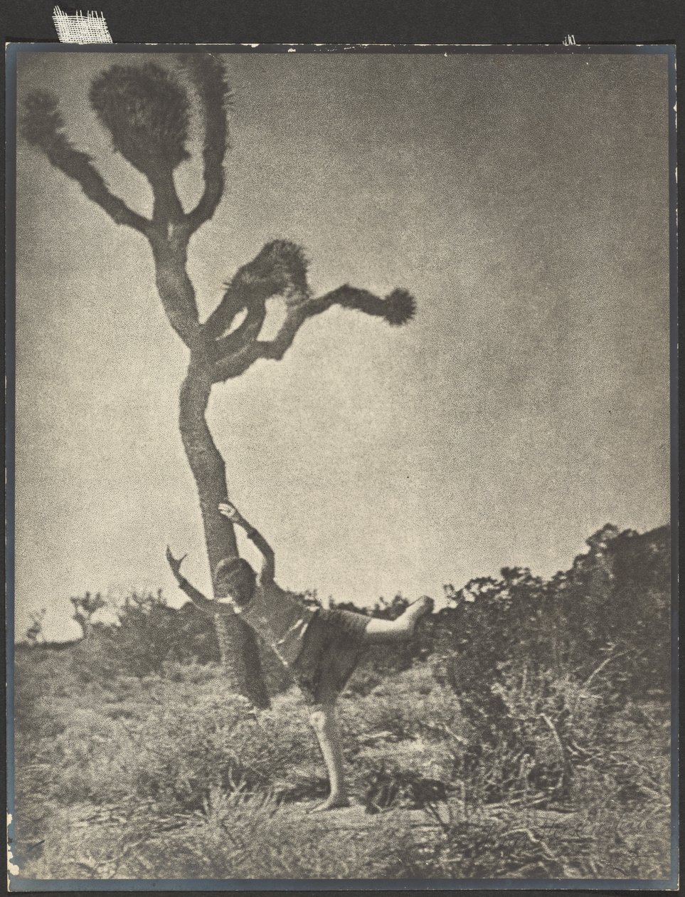 Lité a ladné - Dancing Joshua od Louis Fleckenstein