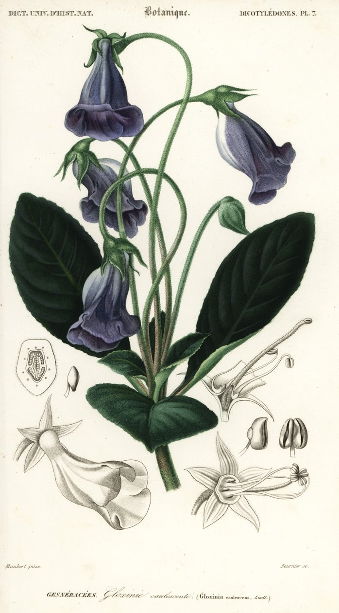 Brazilská gloxinie, Sinningia speciosa., 1849 (rytina) od Louis Joseph Edouard Maubert