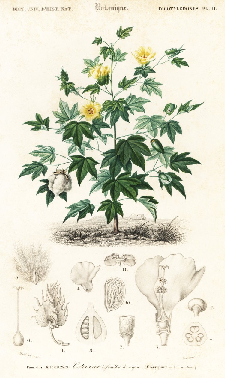 Bavlník, Gossypium barbadense., 1849 (rytina) od Louis Joseph Edouard Maubert