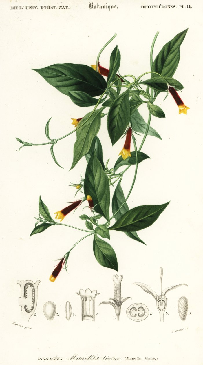 Manettia luteorubra. ,1849 (rytina) od Louis Joseph Edouard Maubert
