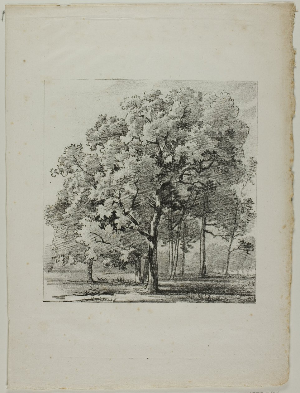 Studium stromů od Louis Pierre Baltard