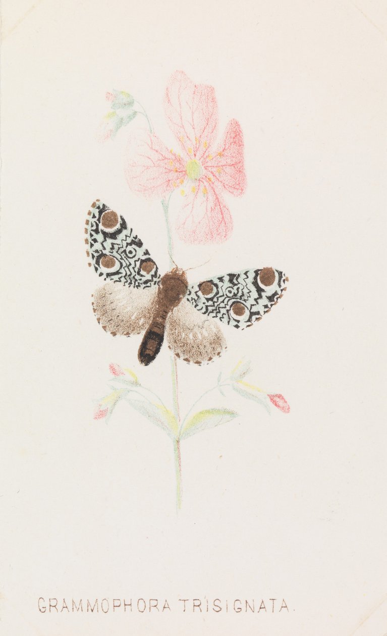 Grammophora Trisignata, 1862. od Louis Prang