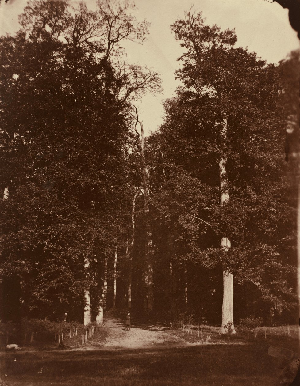 Les v Saint-Cloud, 1859-1860 (foto) od Louis Rémy Robert