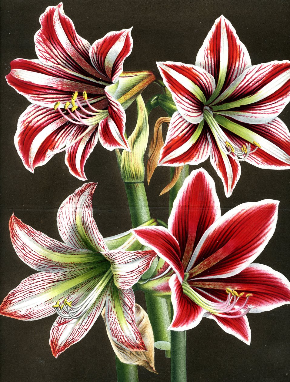 AMARYLLIS HIPPEASTRA (rytina) od Louis Van Houtte