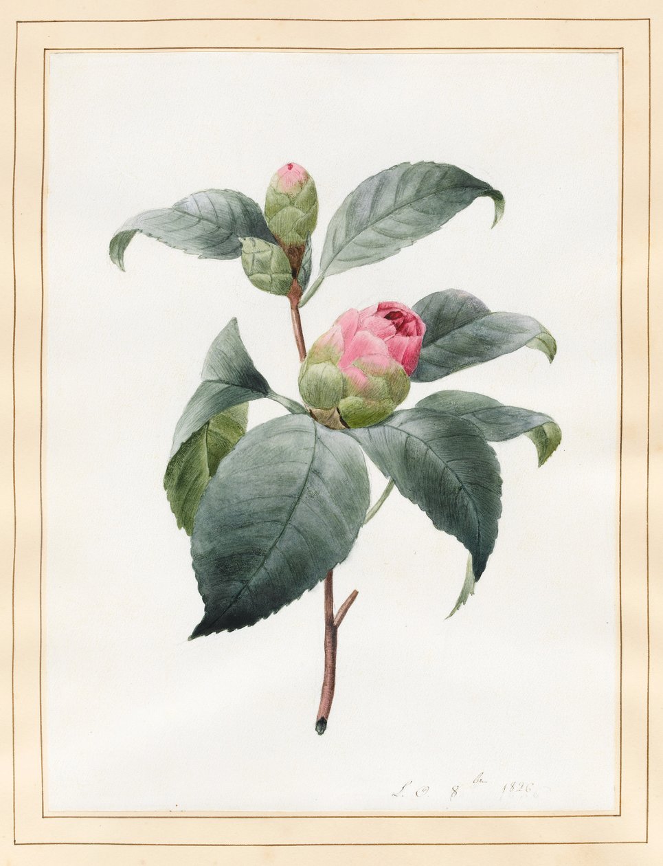 Camellia, 1826 (wc na pergamenu) od Louise DOrleans