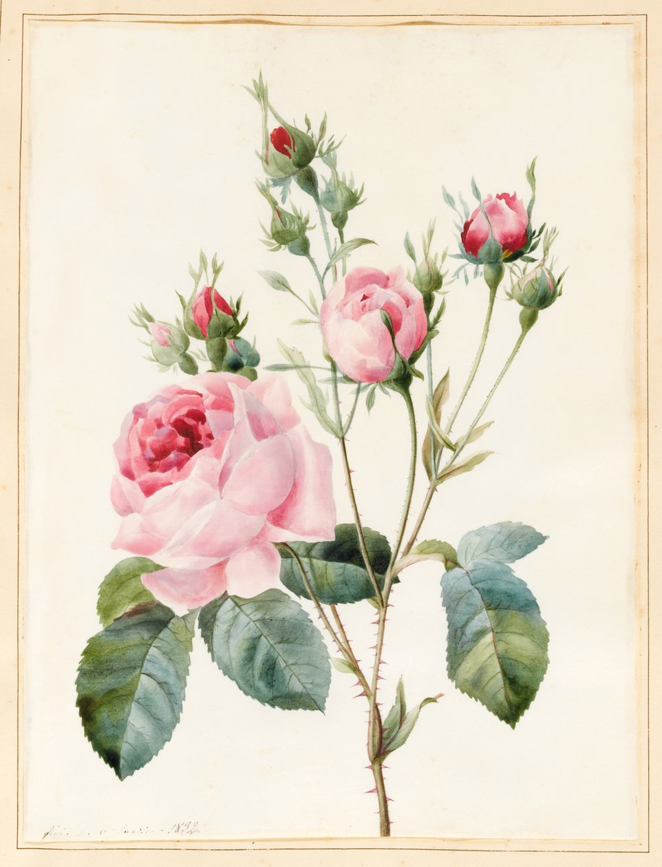 Růžová růže a poupata, 1832 (Wc s trochou tělové barvy na pergamenu) od Louise DOrleans