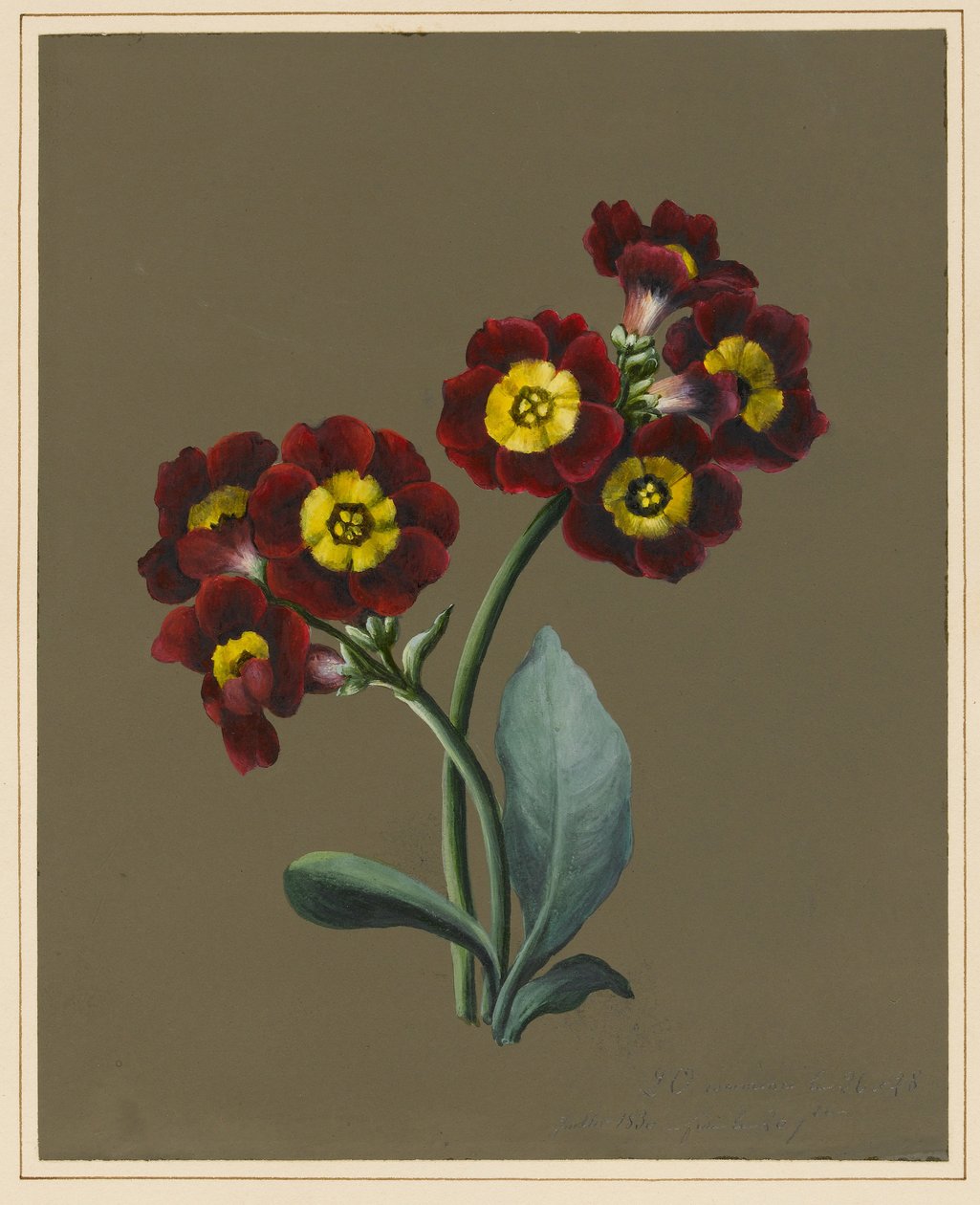 Červená Primula Auricula, 1830 (wc a tělová barva na papíře s připraveným podkladem) od Louise DOrleans