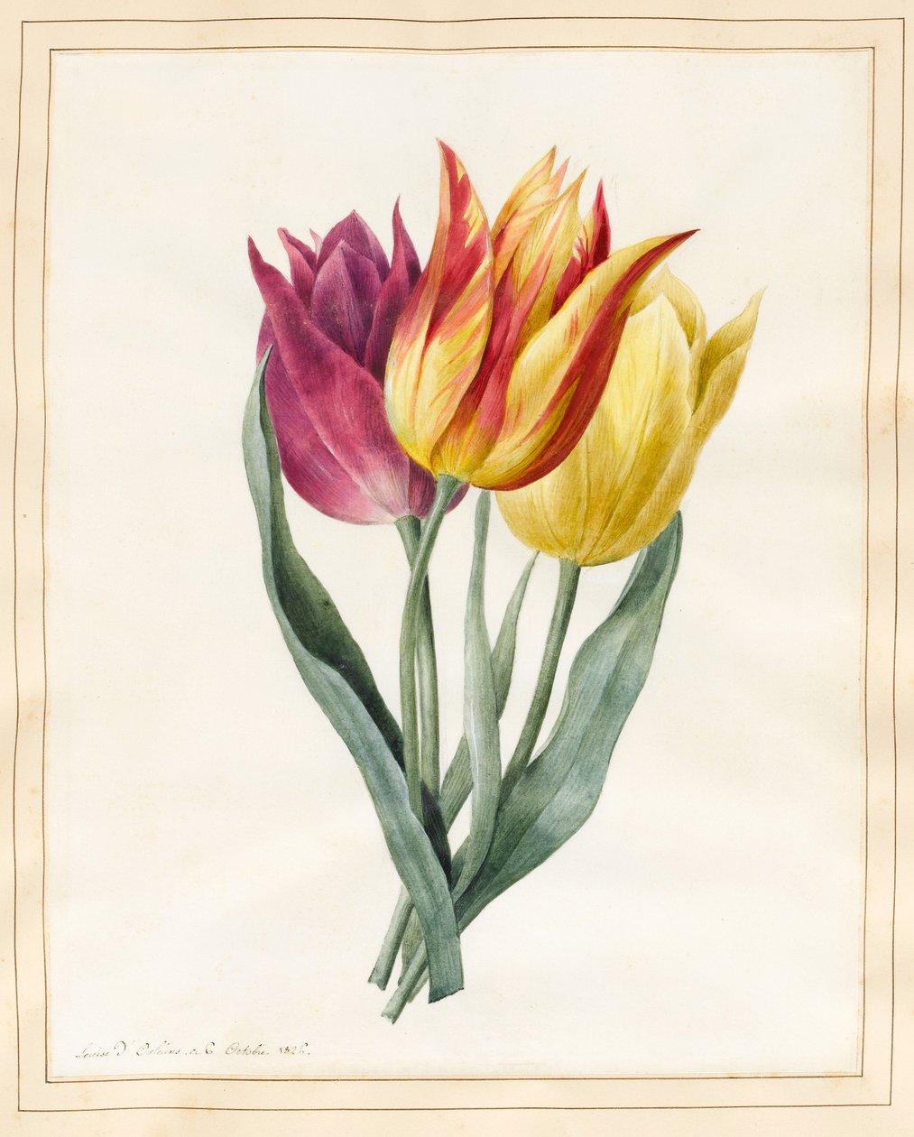 Tři tulipány Lily (wc s trochou tělové barvy na pergamenu) od Louise DOrleans