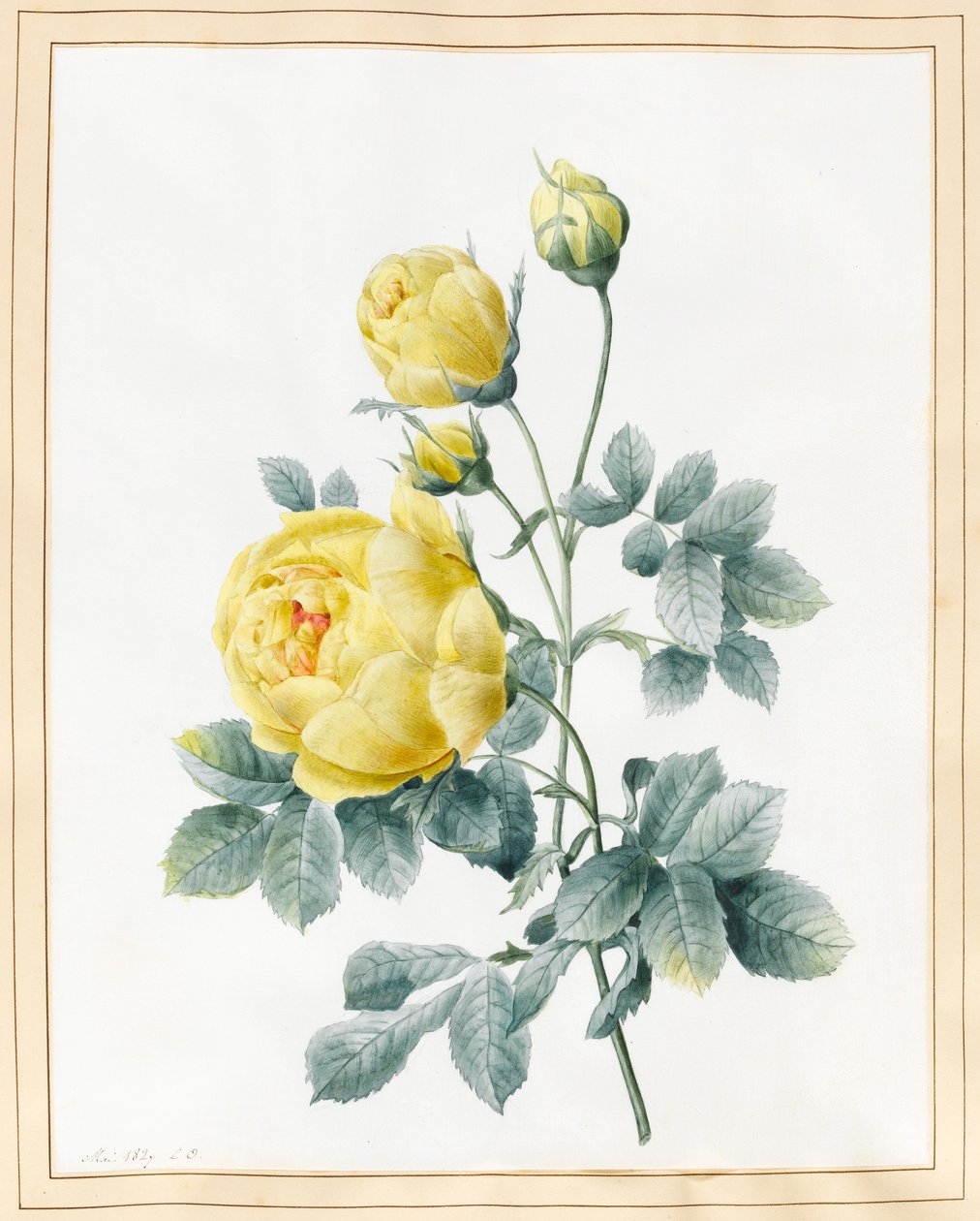Žluté růže, 1827 (wc na pergamenu) od Louise DOrleans