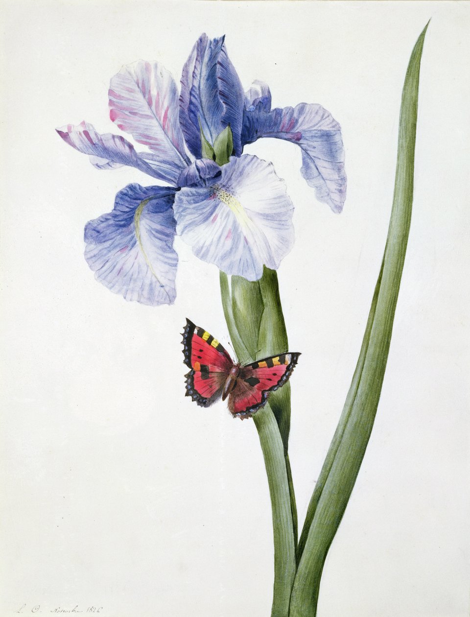 f.10 Modrý kosatec s motýlem (Spuria), 1826 od Louise DOrleans