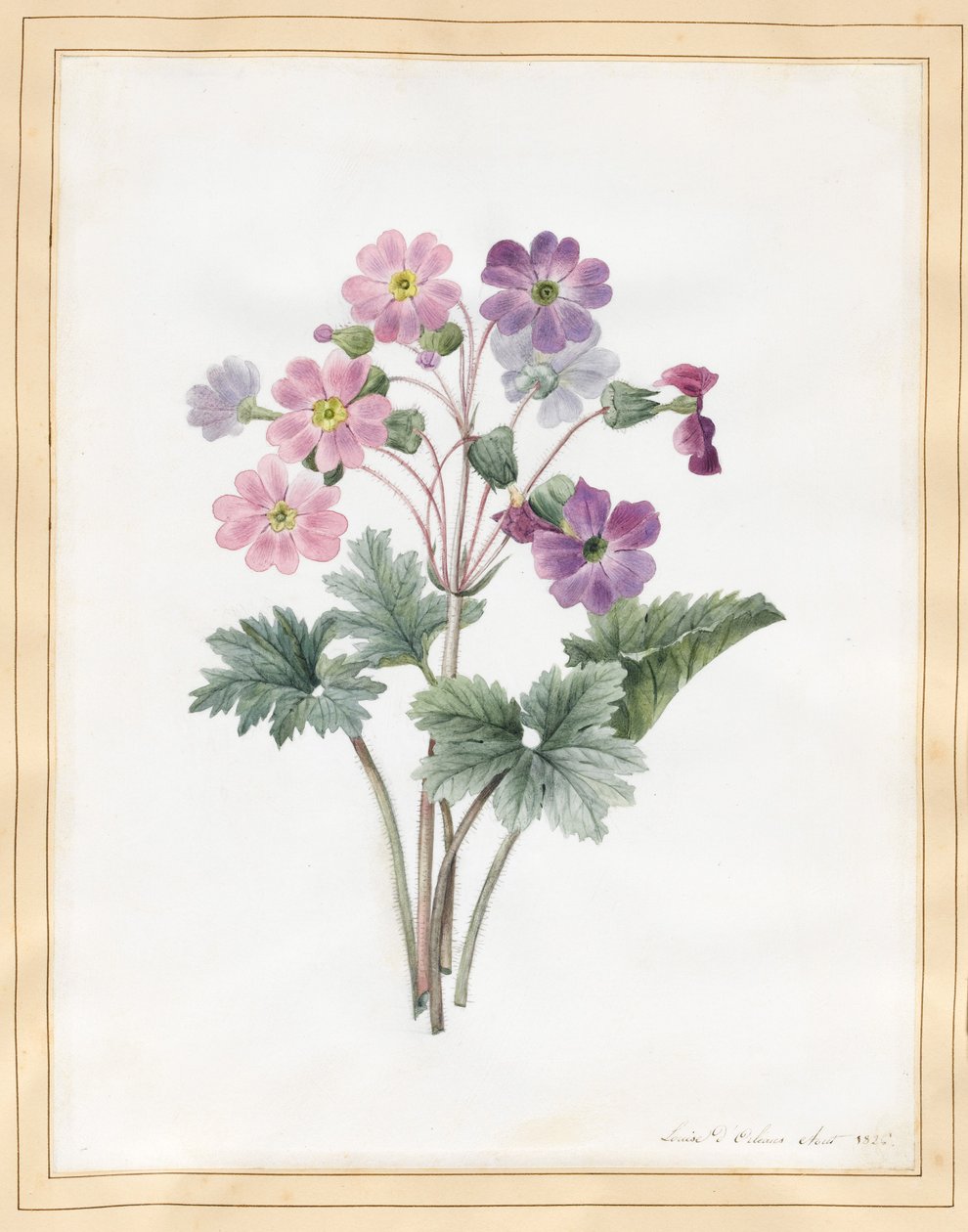 Hybrid Auricula (toaleta na pergamenu) od Louise DOrleans