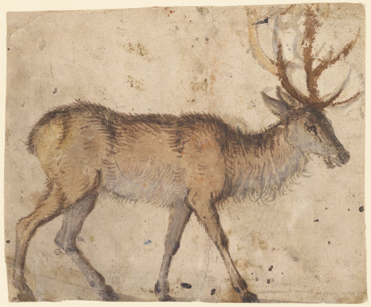 Studium jelena od Lucas Cranach the Elder