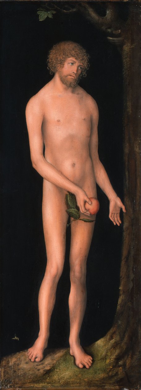 Německy: Adam Adam od Lucas Cranach the Elder