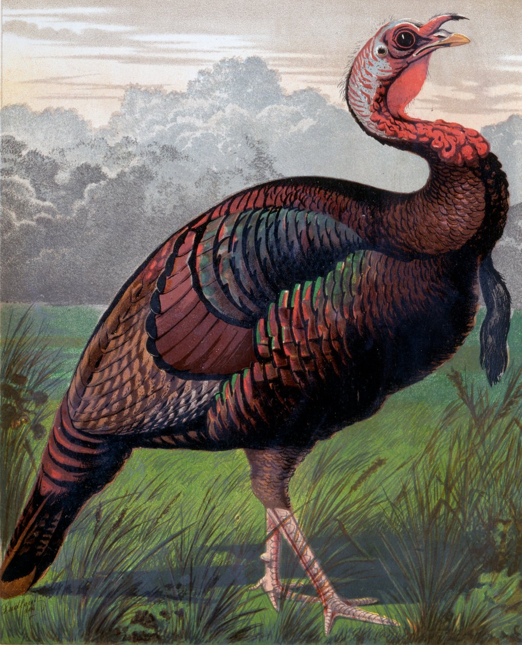 The Wild American Turkey Cock, ilustrace z Cassells Poultry Book, vyryl Vincent Brooks (1814-1885) Day & Son od Ludlow