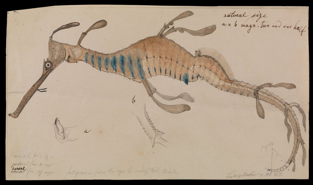 Plevelný seadragon, Phyllopteryx foliatus od Ludwig Becker