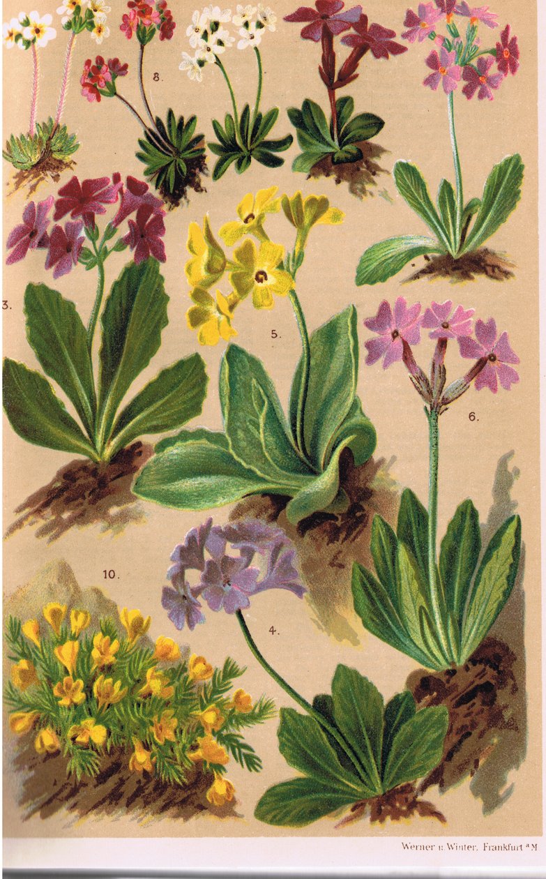 Alpine Plants, ilustrace z „Alpine Flora“ od profesora C.S. Schrotera, vydáno 1921 od Ludwig Schroter