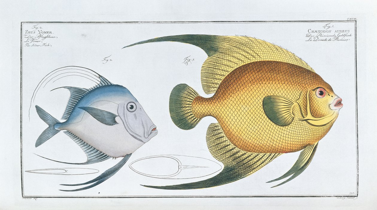 Chaetodon Aureus od Ludwig Schmidt