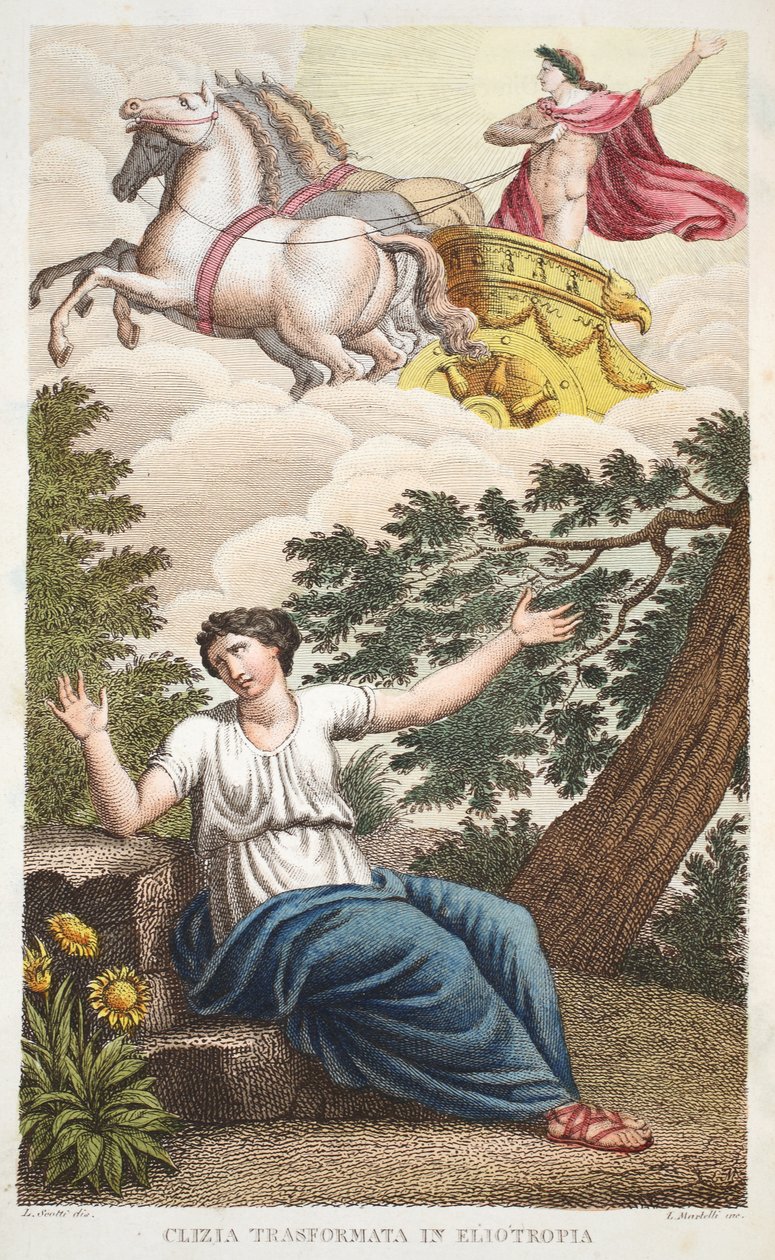 Clytie do květiny nebo Clizia Transformata v Eliotropii, kniha IV, ilustrace z Ovidiových metamorfóz, Florencie, 1832 (ručně kolorovaná rytina) od Luigi Ademollo