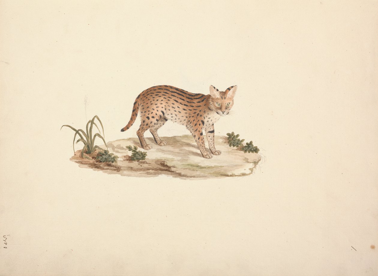 Africká divoká kočka nebo Serval od Luigi Balugani
