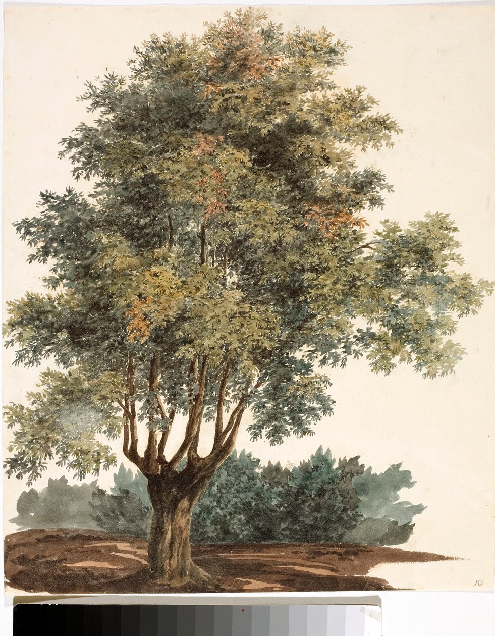 Strom (akvarel, cca 1825) od Luigi Garibbo
