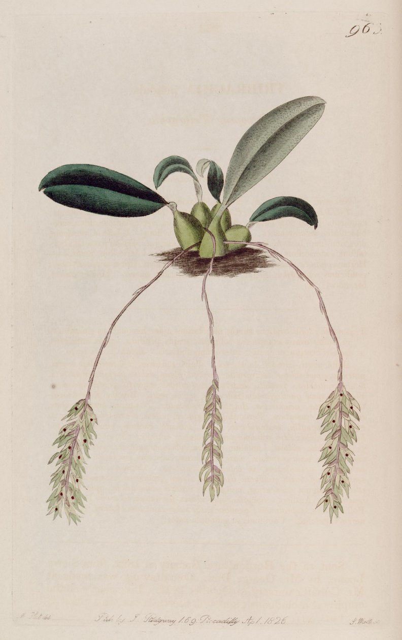 Ilustrace kyvadla Bulbophyllum (jako syn. Tribrachia pendula) od M. Hart