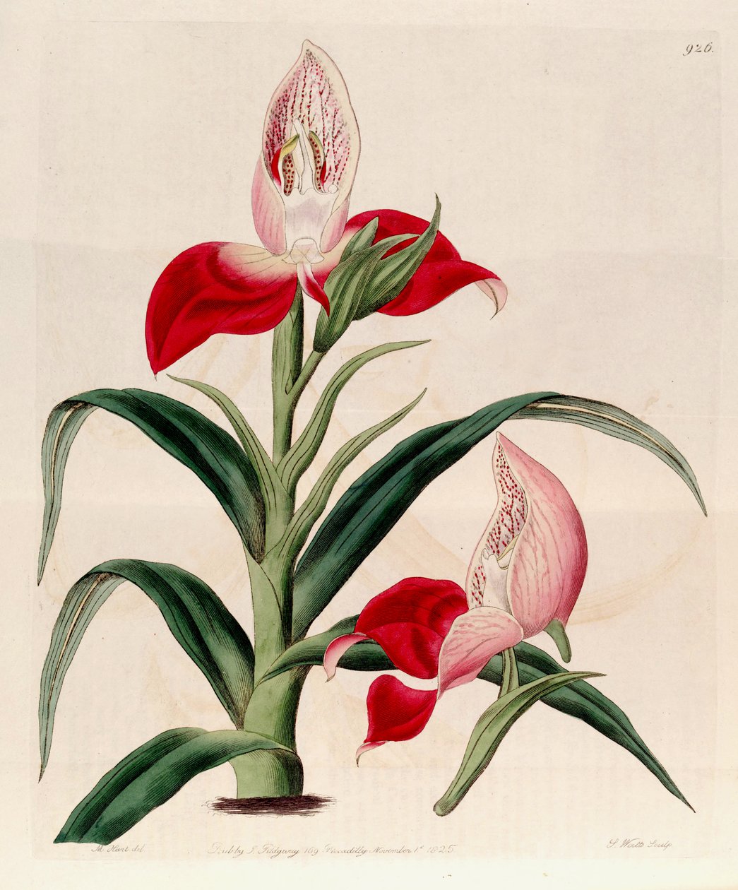 Ilustrace Disa uniflora (jako syn. Disa grandiflora) od M. Hart