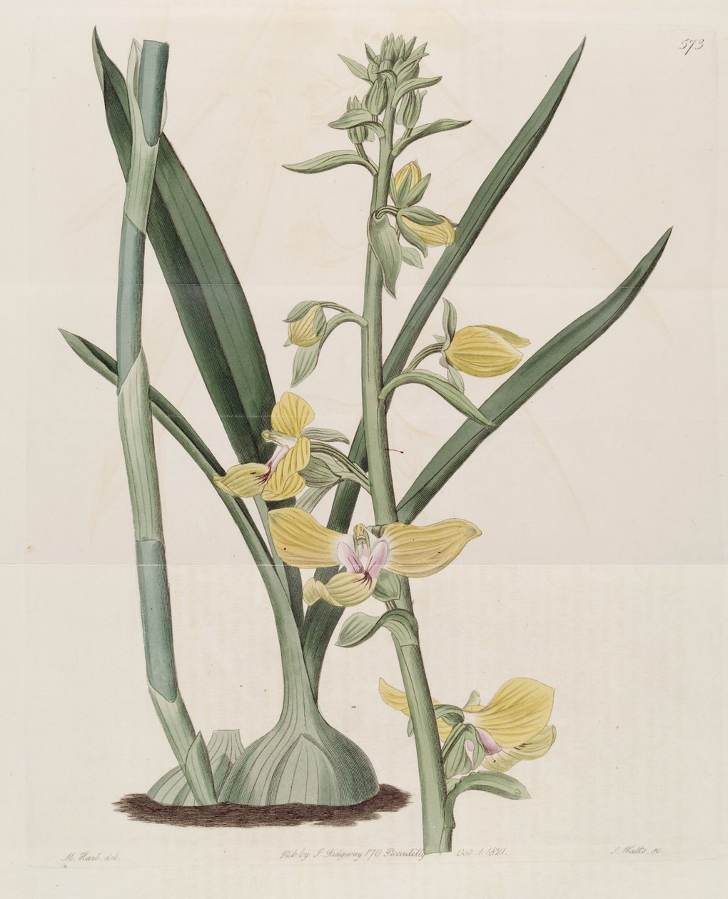 Ilustrace druhu Eulophia speciosa (jako syn. Lissochilus speciosus) od M. Hart