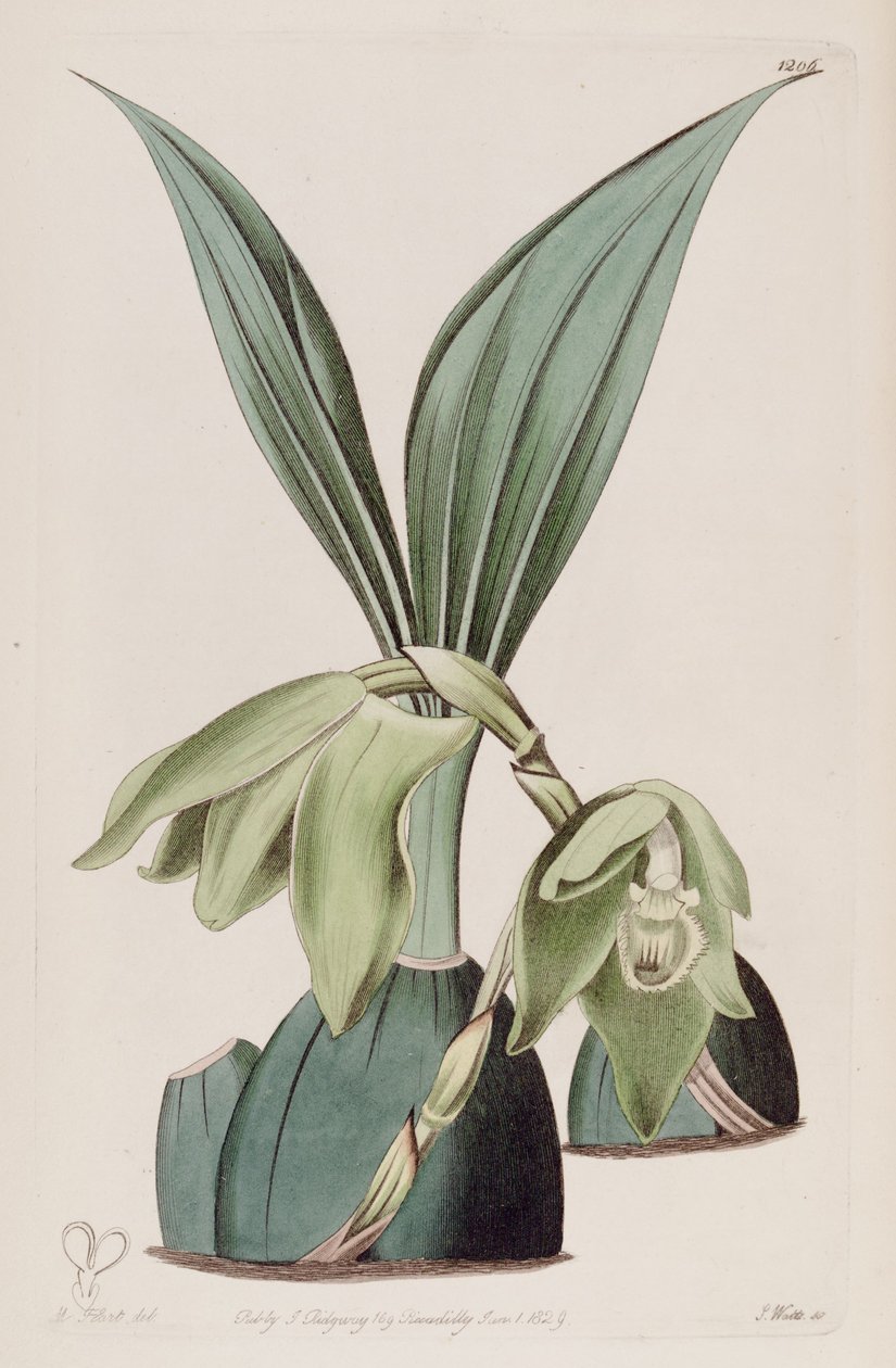 Ilustrace Ida ciliata (jako syn. Maxillaria ciliata) od M. Hart