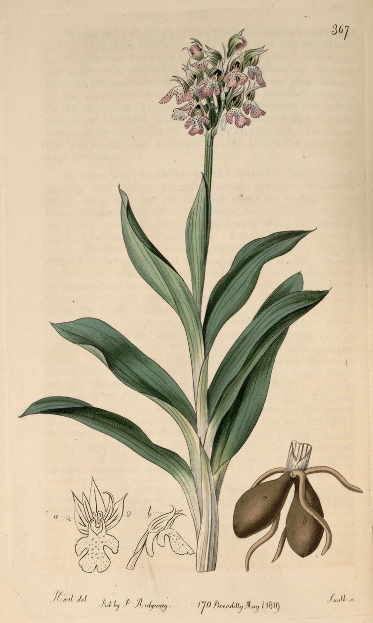 Ilustrace Neotinea tridentata subsp. tridentata (jako syn.Orchis variegataAll.) od M. Hart