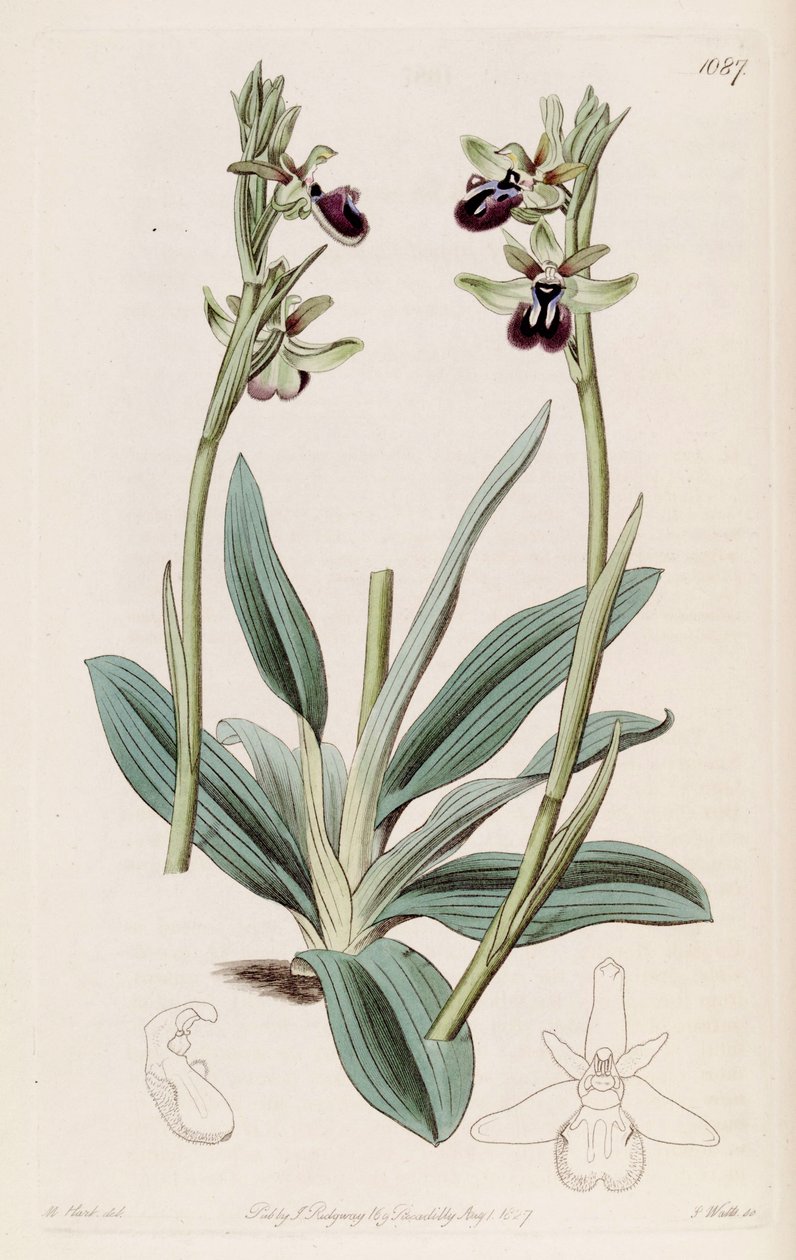 Ilustrace Ophrys sphegodes subsp. atrata (jako syn. Ophrys atrata) od M. Hart