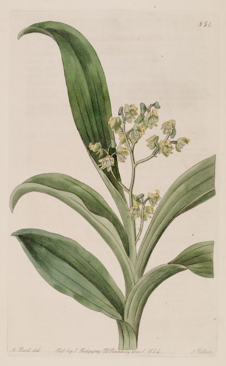Ilustrace Polystachya puberula od M. Hart