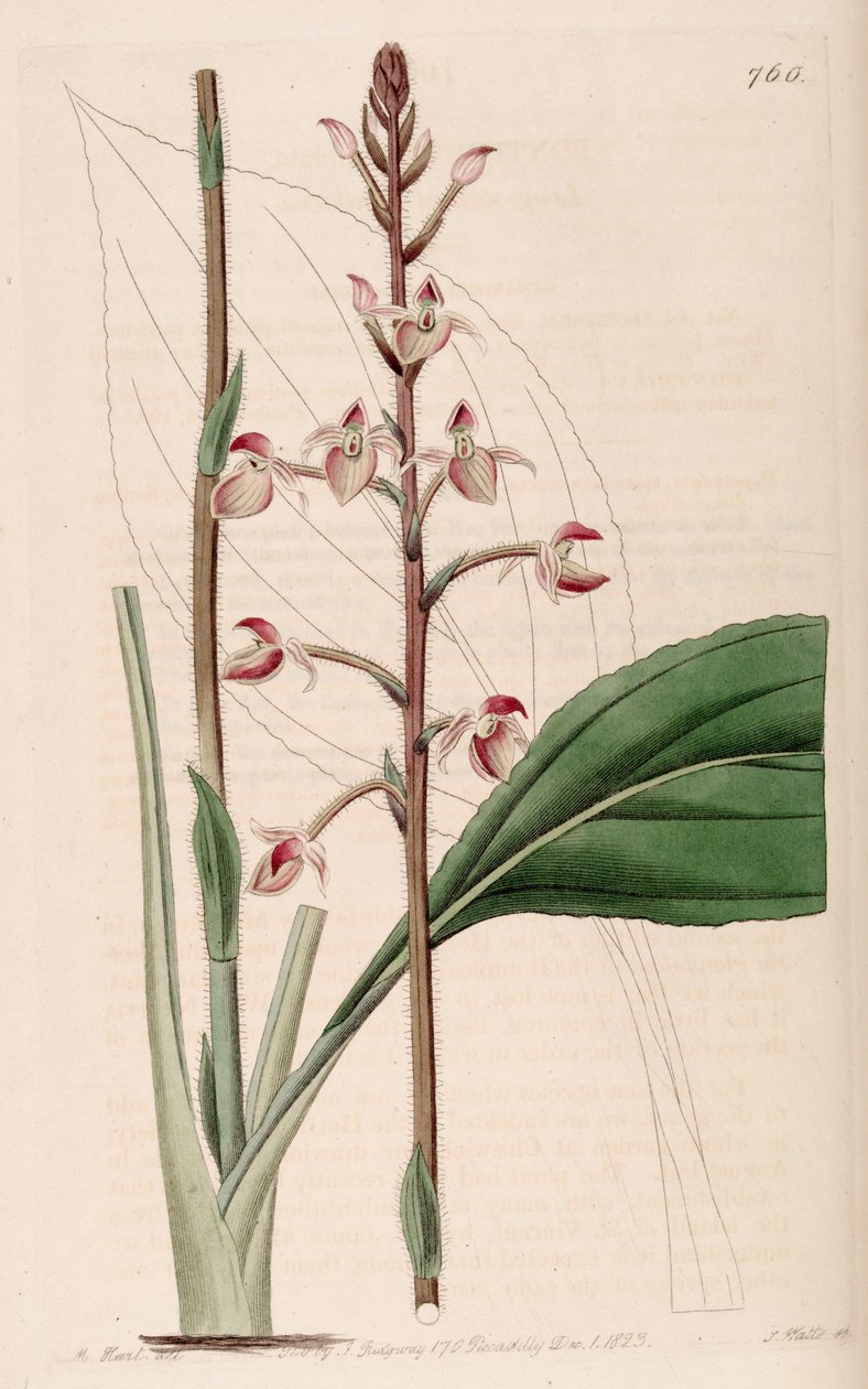 Ilustrace Ponthieva petiolata od M. Hart