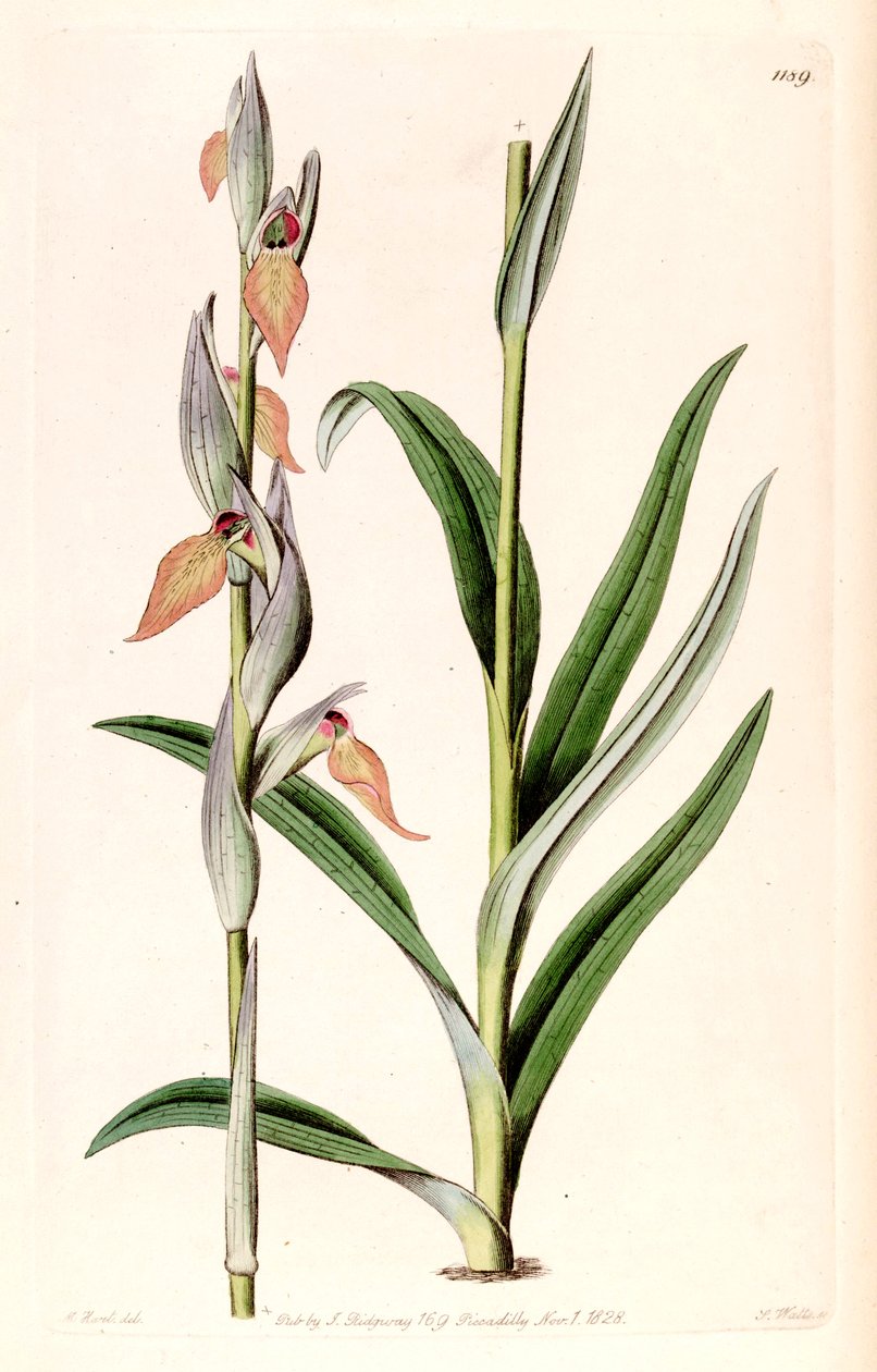 Ilustrace Serapias cordigera od M. Hart