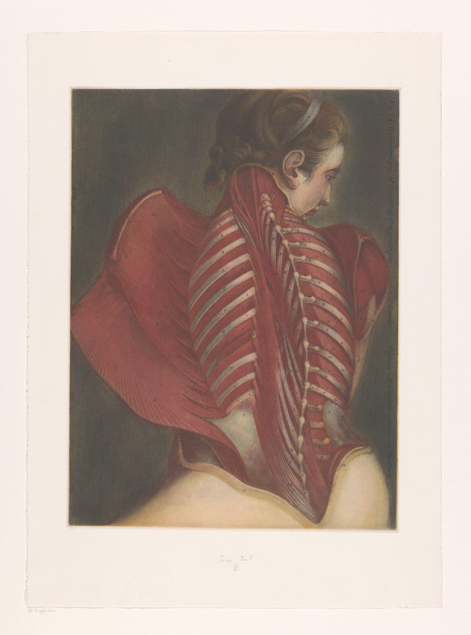 Anatomické znázornění zad od M.D. Duplain