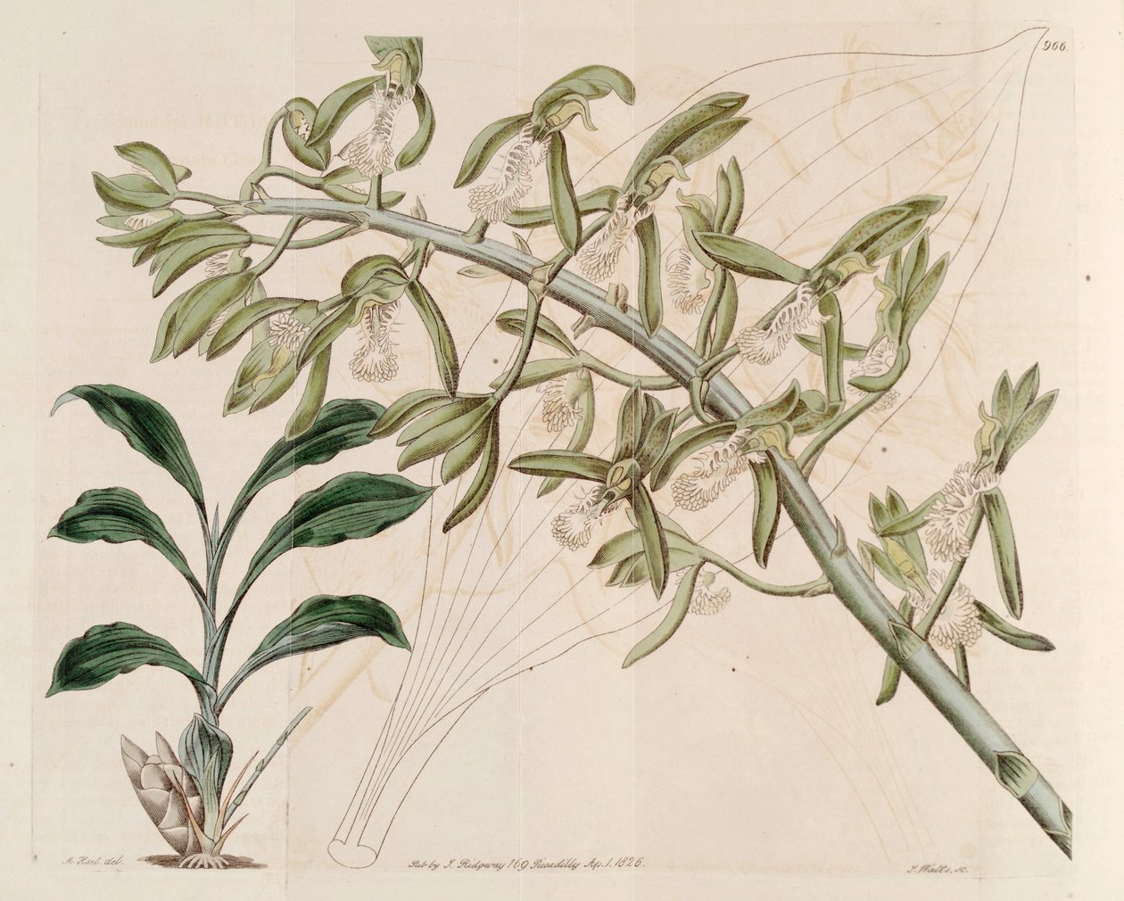 Ilustrace Catasetum cristatum od M. Hart