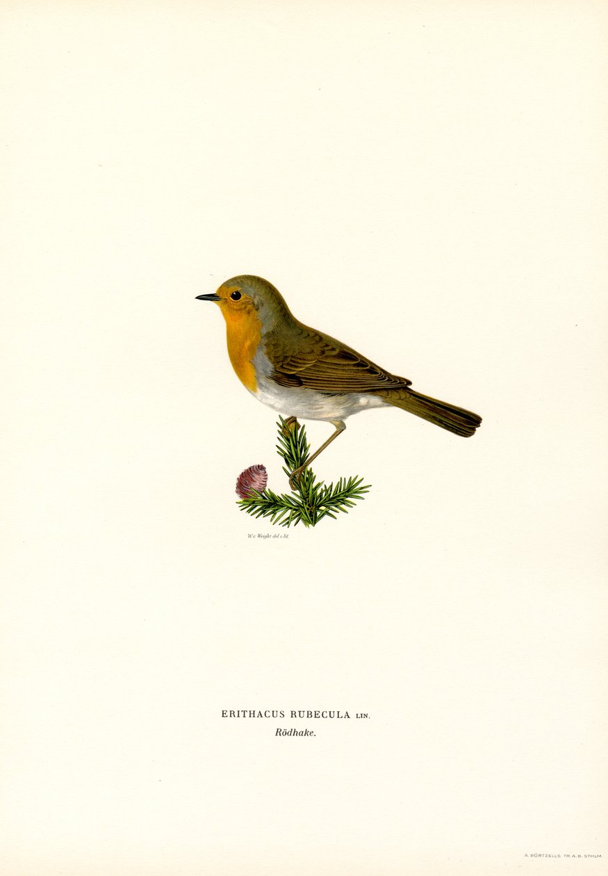 Robin (barva lito) od Magnus Ferdinand and Wilhelm von Wright