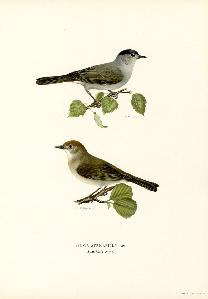 Blackcap (barva lito) od Magnus Ferdinand and Wilhelm von Wright