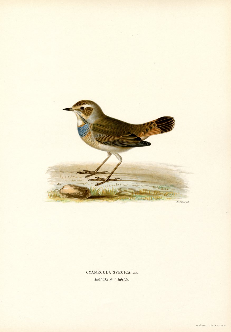 Bluethroat (barva litho) od Magnus Ferdinand and Wilhelm von Wright