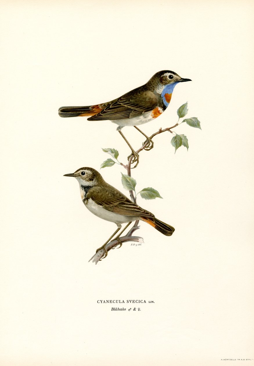 Bluethroat (barva litho) od Magnus Ferdinand and Wilhelm von Wright