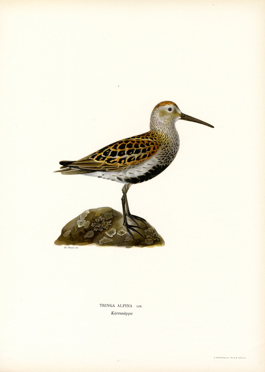 Dunlin (barevné lito) od Magnus Ferdinand and Wilhelm von Wright