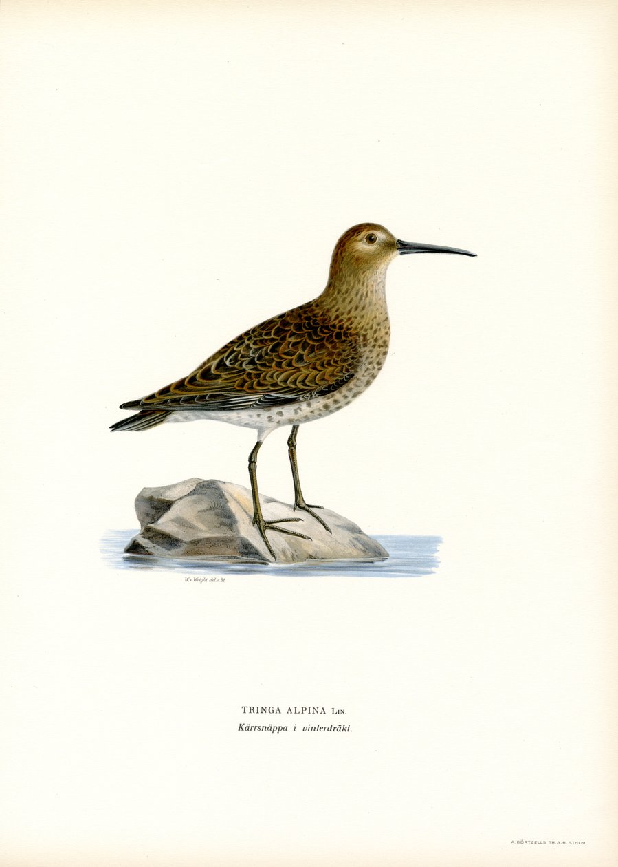 Dunlin (barevné lito) od Magnus Ferdinand and Wilhelm von Wright