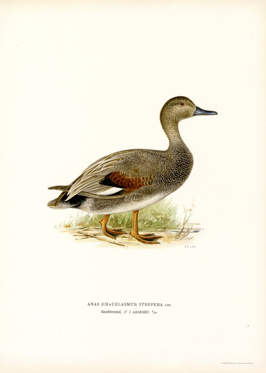 Gadwall (barva lito) od Magnus Ferdinand and Wilhelm von Wright