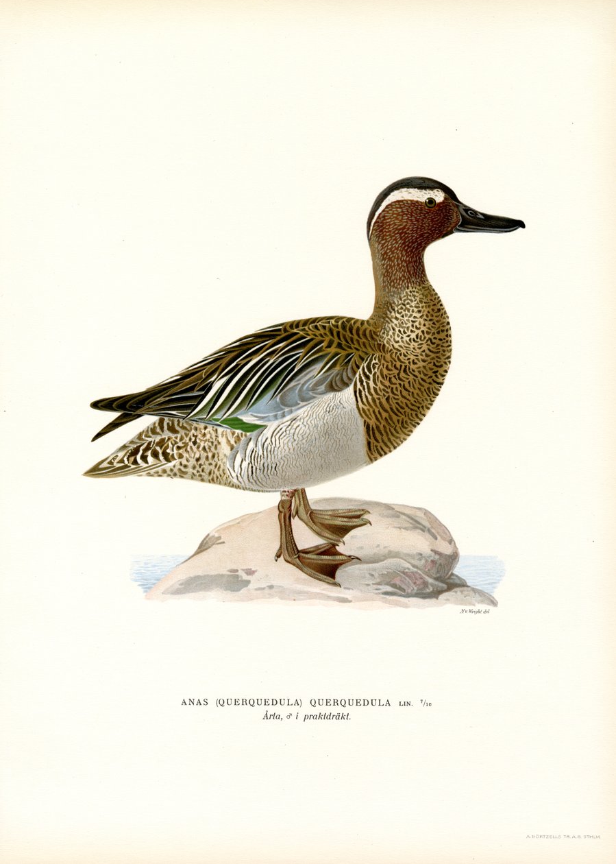 Garganey (barva lito) od Magnus Ferdinand and Wilhelm von Wright