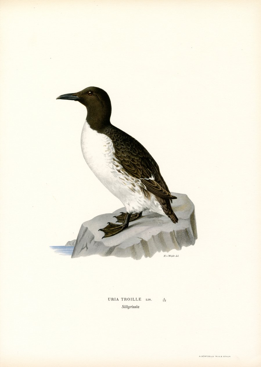 Guillemot (barevné lito) od Magnus Ferdinand and Wilhelm von Wright