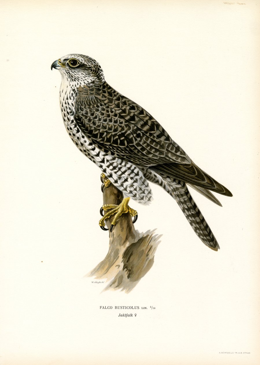 Gyrfalcon (barva lito) od Magnus Ferdinand and Wilhelm von Wright
