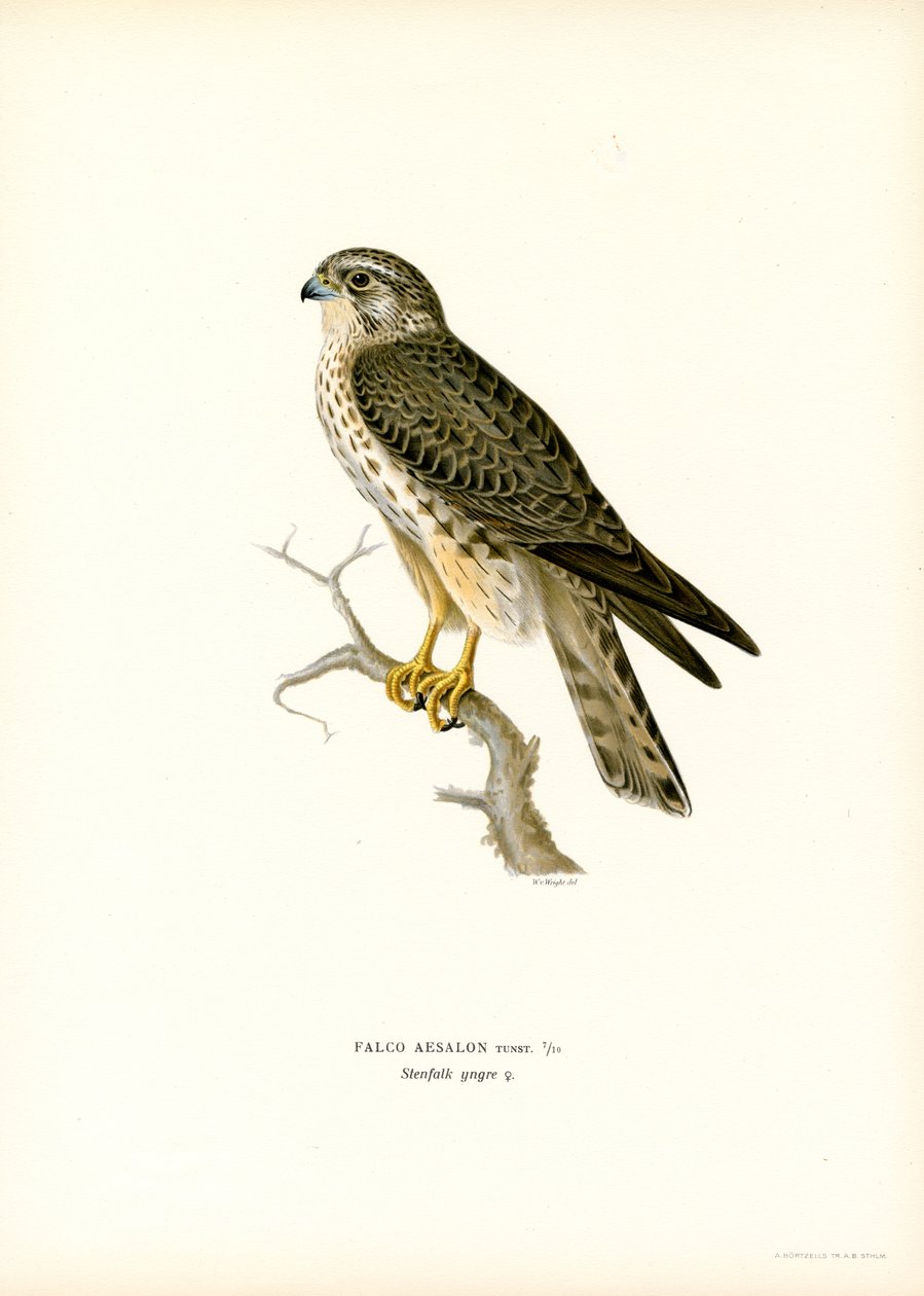 Merlin (barva lito) od Magnus Ferdinand and Wilhelm von Wright