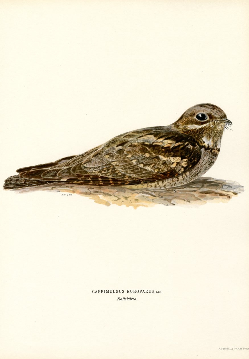 Nightjar (barevné části) od Magnus Ferdinand and Wilhelm von Wright