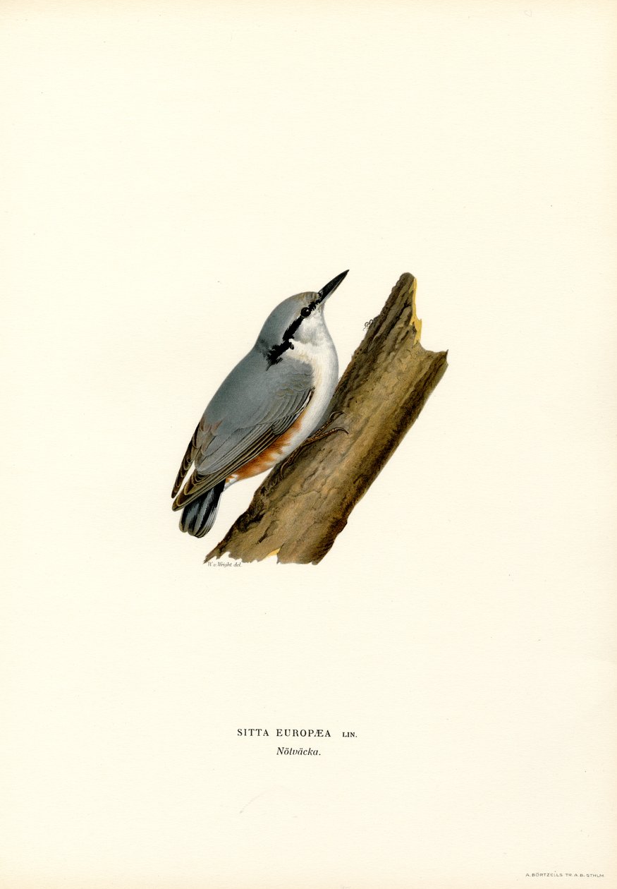 Nuthatch (colour litho)   1401999   cs       czech Successfully Translated  Original: Illustration for Madame Bovary by Gustave Flaubert (1821-80) published by Gibert Jeune Translat: Illustration for 